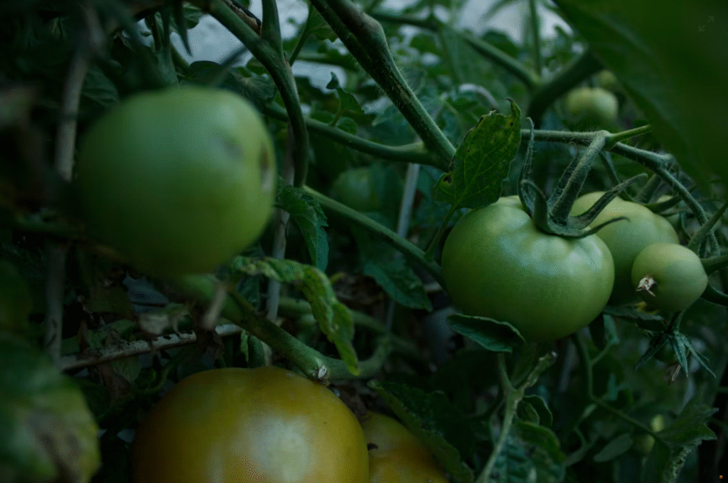 gebakken groene tomaten